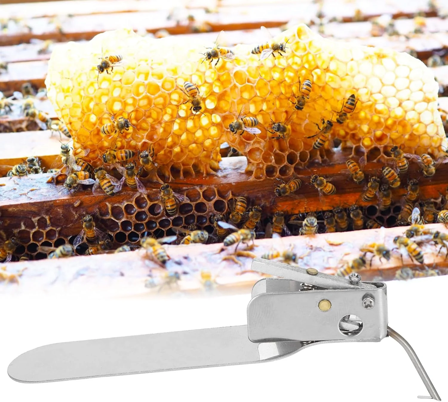 TOPINCN Beekeeping Grafting Tool, Stainless Steel Transfer Needle